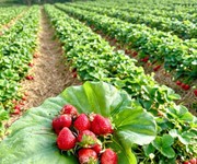 Cần bán đất nghĩ dưỡng Làng Omm Bảo Lộc sổ sẵn chỉ 500 triệu
