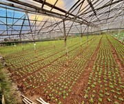 Đất ven đà lạt- đất nông nghiệp sổ riêng tại phường langbiang   đà lạt