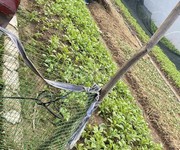2 Chính chủ bán đất thôn núi 1   gần vlasta văn phú, thủy nguyên, hải phòng