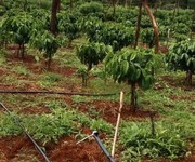 Bán 1,5ha rẫy cà phê, sầu riêng đầu Ea HĐing - Đường bê tông, hạ tầng đầy đủ