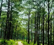 Đất nghỉ dưỡng view đồi thông sổ sẵn có thổ cư