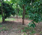 Cần bán 14 công đất vườn trồng xoài   bình hàng trung, cao lãnh, đồng tháp