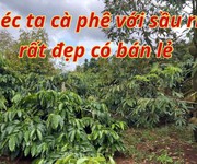 Chính chủ bán 6,5 héc ta đất cà phê   đắk song, đắk nông