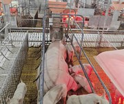 Ttrại heo 4.800 nái, cho thuê 2 tỷ/tháng