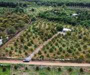 Chính chủ bán đất vườn sầu riêng dang thu hoạch - giá đầu tư cực tốt tại cẩm mỹ, đồng nai