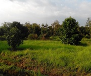 2 Bán đất vườn trái cây và trang trại bò sữa, Tam Phước, Biên Hòa