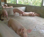 1 Bán trang trại nuôi lợn