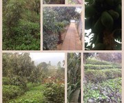 2 Cần bán nhà vườn diện tích 10.000m  1ha  tại xã Trần Phú, Chương Mỹ