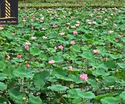 Mở bán Block đẹp nhất Lotus Riverside - KĐT nam Đà Nẵng: 3 MT Trường Sa- sông Cổ Cò- biển Hà My