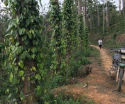 9 Đất nông nghiệp 50 ha ở Đạ Rsal, Đam Rông, Lâm Đồng