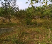 2 Cần bán 10.000 m2 đất vườn xoài đang cho thu hoạch tại Long Hòa