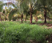 4 Bán trang trại rộng gần 8 hecta, cách thành phố Nha Trang chỉ 15km.