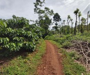 5 Cần bán 4.2Ha đất nông nghiệp trồng cà phê Đăk Nông