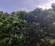 Bán đất đang trồng cà phê và bơ