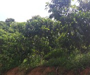 1 Bán đất đang trồng cà phê và bơ