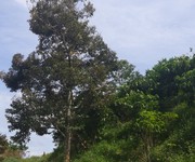 5 Bán đất đang trồng cà phê và bơ