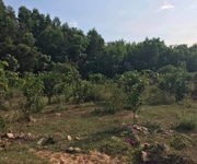 1 Bán nhanh lô đất rừng thôn khánh xuân,diên lâm đất đã có cây keo sẵng 1 Bán nhanh lô đất rừng thôn khánh xuân,diên lâm đất đã có cây keo sẵng