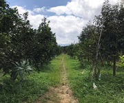 2 Cần Bán Vườn Trái Cây Trang Trại Nghỉ Dưỡng, Đại Lào, Bảo Lộc, Lâm Đồng
