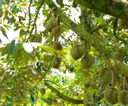 Đất trang trại tại Lâm Đồng rộng 4000m2 70 cây sầu riêng lâu năm chỉ 600tr. Sổ hồng riêng. Đất trang trại tại Lâm Đồng rộng 4000m2 70 cây sầu riêng lâu năm chỉ 600tr. Sổ hồng riêng.