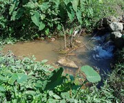 1 Cần tiền bán gấp 2,6ha cà phê . view ao và suối cực đẹp 1 Cần tiền bán gấp 2,6ha cà phê . view ao và suối cực đẹp