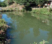 6 Cần tiền bán gấp 2,6ha cà phê . view ao và suối cực đẹp 6 Cần tiền bán gấp 2,6ha cà phê . view ao và suối cực đẹp