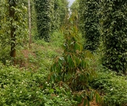 Chính chủ Cần bán 3000m2 đất trồng cây lâu năm tại Huyện Krong Puk, Đắk Lắk