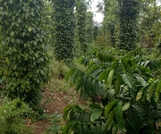 1 Chính chủ Cần bán 3000m2 đất trồng cây lâu năm tại Huyện Krong Puk, Đắk Lắk