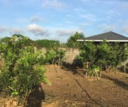 Cần bán đất vườn bưởi tại xã Tân Bình huyện Vĩnh Cửu, tỉnh Đồng Nai, giá đầu tư
