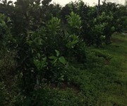 3 Cần bán đất vườn bưởi tại xã Tân Bình huyện Vĩnh Cửu, tỉnh Đồng Nai, giá đầu tư