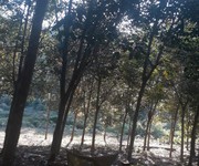 6 Chính chủ cần bán 2 lô đất vườn trồng cây lâu năm, tại tỉnh Đăk Nông