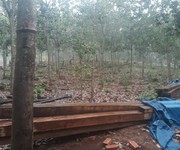 8 Chính chủ cần bán 2 lô đất vườn trồng cây lâu năm, tại tỉnh Đăk Nông