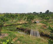 2 Cần bán 2,6ha đất trồng cây lâu năm tại xã Lê Minh Xuân -  H.Bình Chánh. Giá 3 triệu/m2