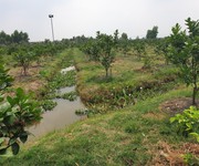 Cần bán 2,6ha đất trồng cây lâu năm tại xã Lê Minh Xuân -  H.Bình Chánh. Giá 3 triệu/m2