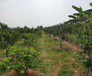 1 Cần bán 2,6ha đất trồng cây lâu năm tại xã Lê Minh Xuân -  H.Bình Chánh. Giá 3 triệu/m2