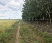Cần bán đất gò cao chính chủ Tại: Đường 788, Xã An Cơ, Huyện Châu Thành, Tây Ninh