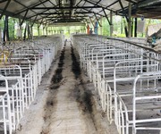 Bán trang trại heo có sẵn ở Vĩnh An, Vĩnh Cửu 1.9ha giá 6 tỷ