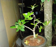 46 Cho thuê phòng trọ rẻ đẹp 46 Cho thuê phòng trọ rẻ đẹp