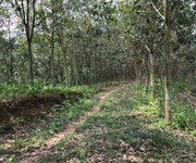 1 Cần bán rừng cao su tại huyện  Mường Ảng,tỉnh Điên Biên.