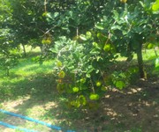 19 BÁN đất vườn cây ăn trái địa thế thuyệt đẹp tại LÂM ĐỒNG HOT HOT HOT