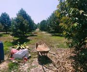 Bán 1 mẫu 3 đất sổ đỏ đầy đủ tại xã phú an, tân phú đn