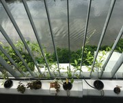 2 Chính chủ cần cho thuê gấp căn 2 PN - Diamond Lotus Riverside. Q. 8