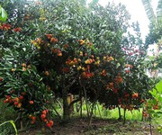 Bán vườn trái cây nghỉ dưỡng khu sân bay Long Thành