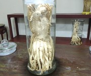 2 Chuyên cung cấp đinh lăng điêu khắc 2 Chuyên cung cấp đinh lăng điêu khắc