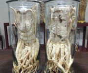 3 Chuyên cung cấp đinh lăng điêu khắc 3 Chuyên cung cấp đinh lăng điêu khắc