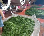 4 Chè tân cương tước thiệt   đệ nhất chè thái nguyên