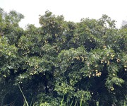 2 Chính chủ cần bán lô đất tại trung tâm cẩm lĩnh - ba vì tiềm năng đầu tư siêu lợi nhuận