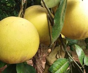 Đặc sản bưởi diễn và bưởi đào tân lạc