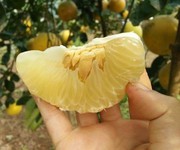 2 Đặc sản bưởi diễn và bưởi đào tân lạc