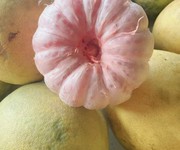 1 Đặc sản bưởi diễn và bưởi đào tân lạc