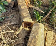 3 Gỗ muông đăk lak   xin kính chào quý khách